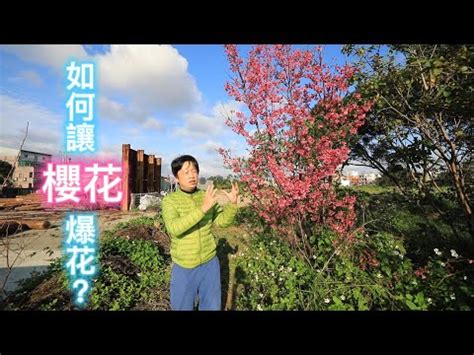 櫻花樹 風水|【櫻花盆栽風水】得櫻者必成贏家 